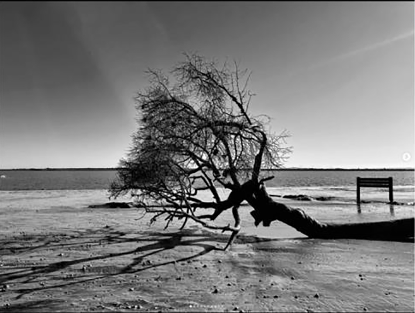 Árbol caído en una playa de Doñana