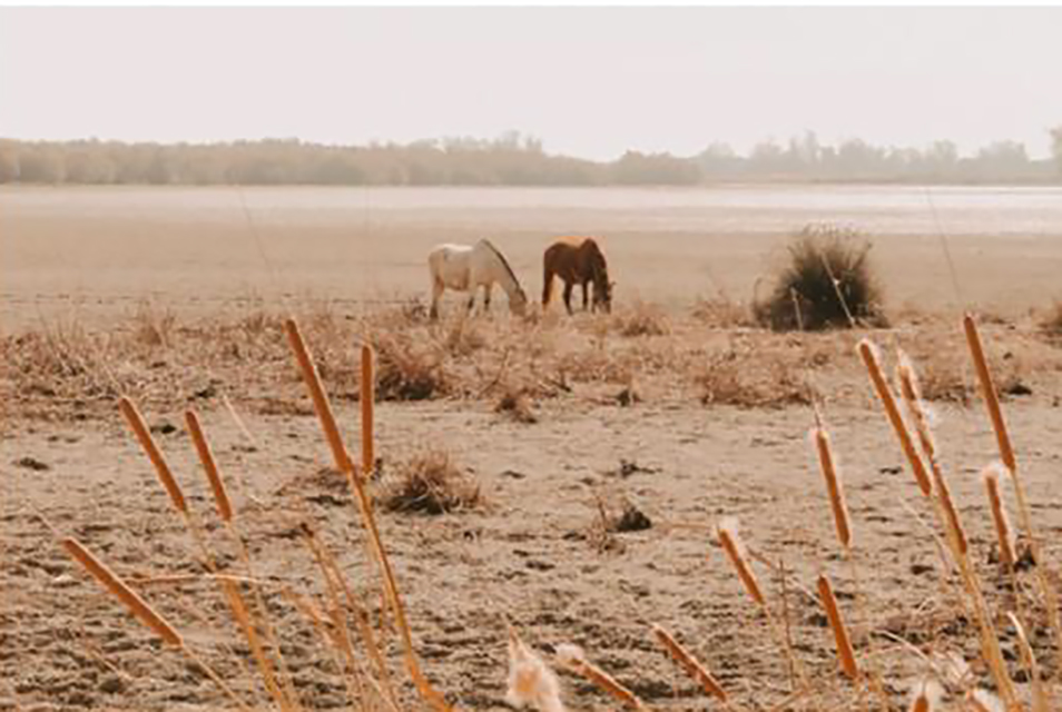 Caballos pastando en el Rocío (Doñana)