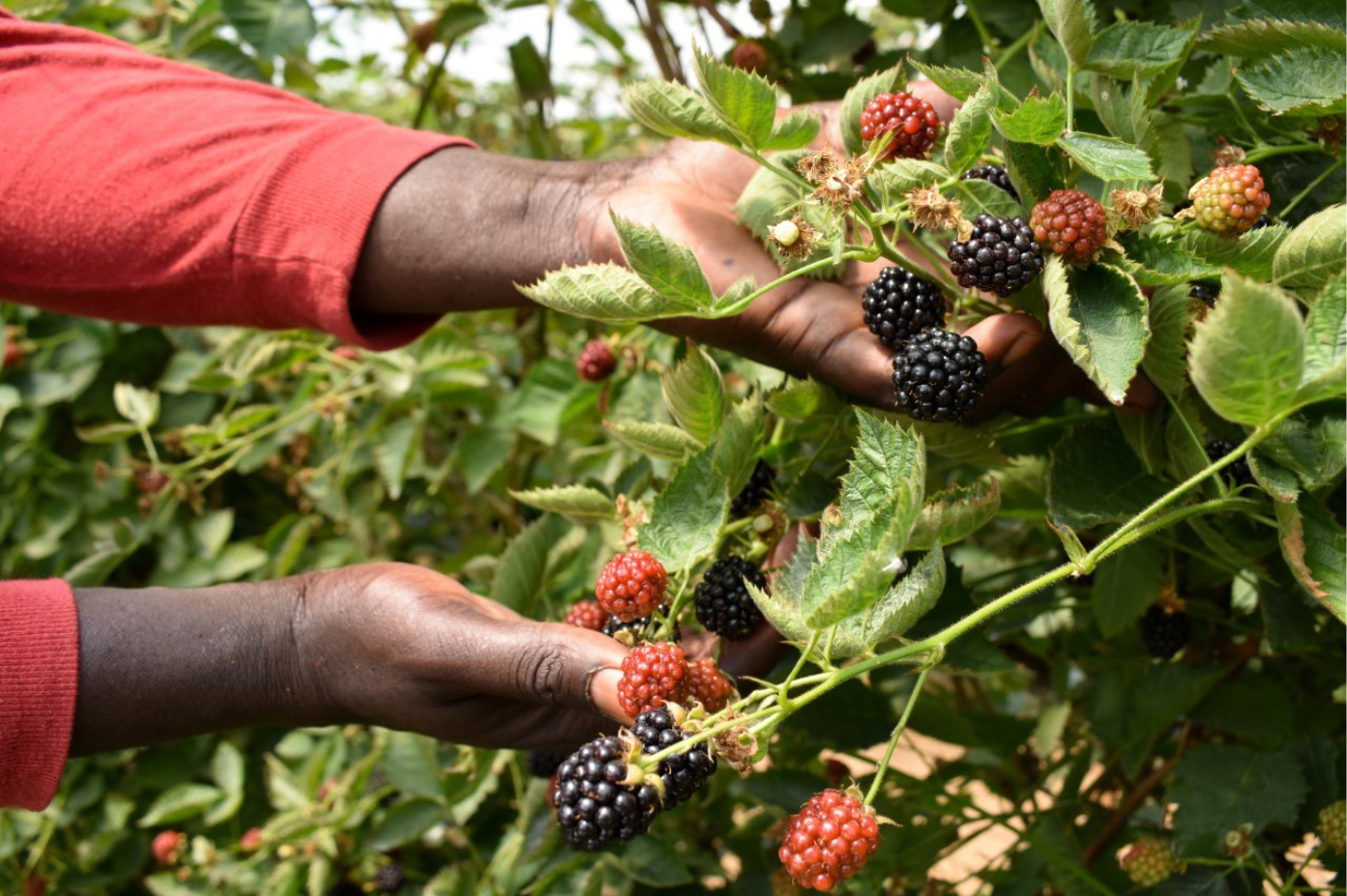 Primer Premio. UHU (Alejandro Zalvide)