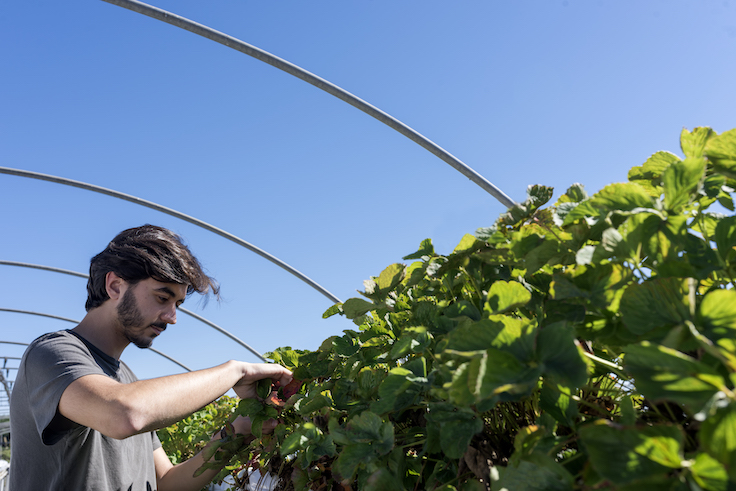 Imagen UHU archivo sector agroalimentario