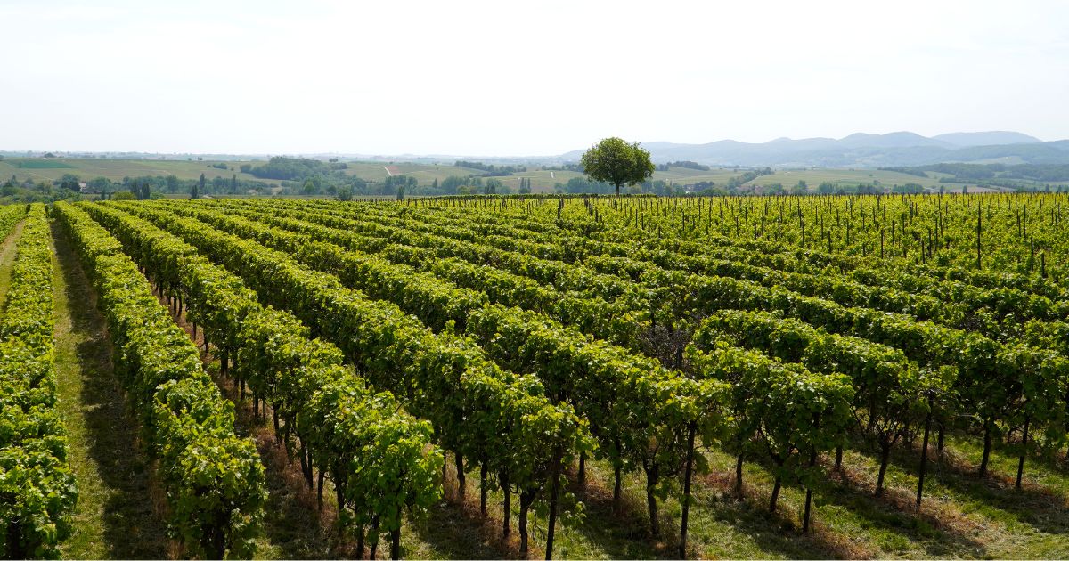 Reforma laboral sector agrario